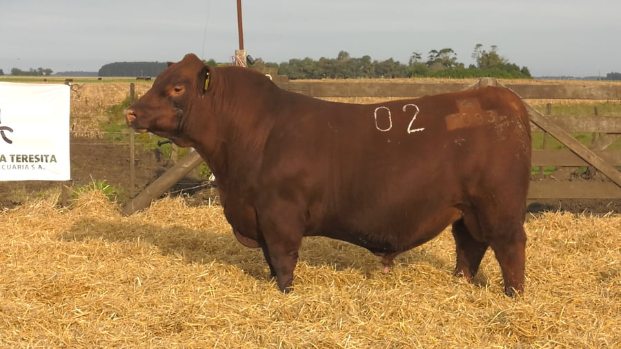 Lote Toros PC Colorados