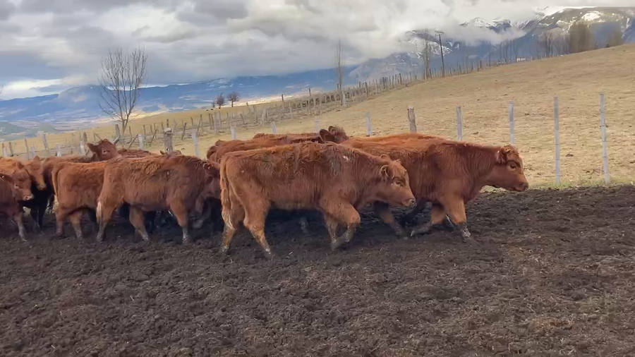 Lote 31 Ternera en Coyhaique, XI Región Aysén