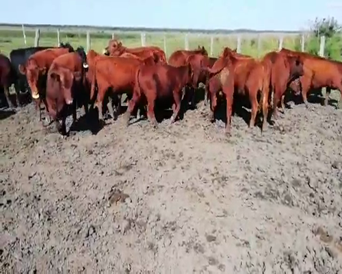 Lote 38 Terneros en Villaguay, Entre Ríos