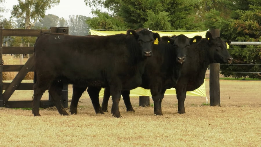 Lote VAQ.  ANGUS PC PREÑADAS PARICION PRIMAVERA