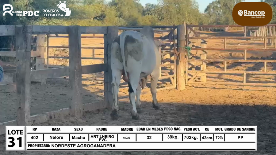 Lote Lote 31