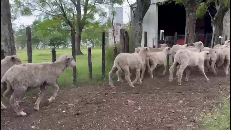 Lote CORDEROS/AS