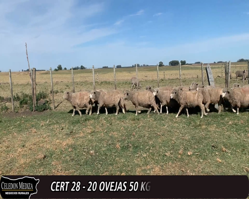 Lote 19 Ovejas Corriedale x Finish a remate en 12° Remate por Pantalla 50kg -  en - CUCHILLA DEL PERDIDO,