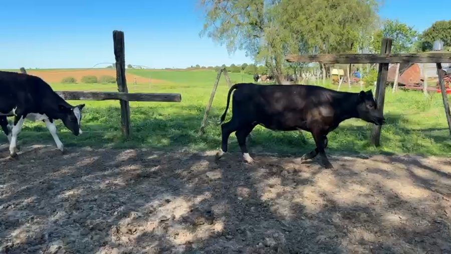 Lote TERNEROS Y TERNERAS