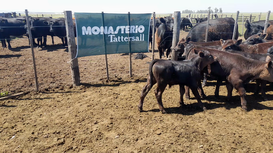 Lote 60 Terneros/as A TÉRMINO en Coronel Dorrego