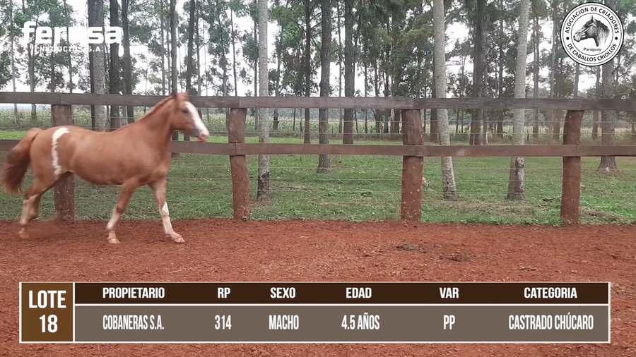 Lote LOTE 18 DE CAMPO