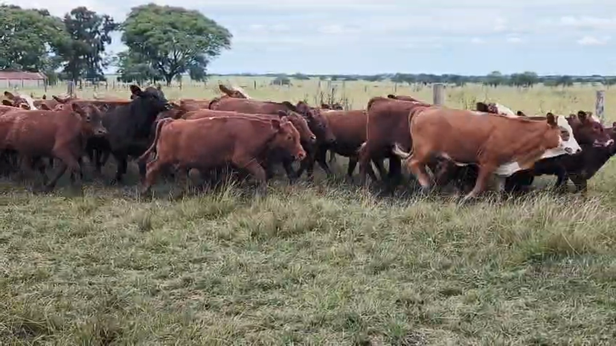 Lote 240 Terneras