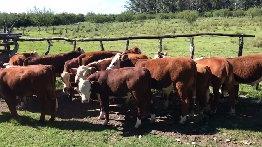Lote 30 Terneros