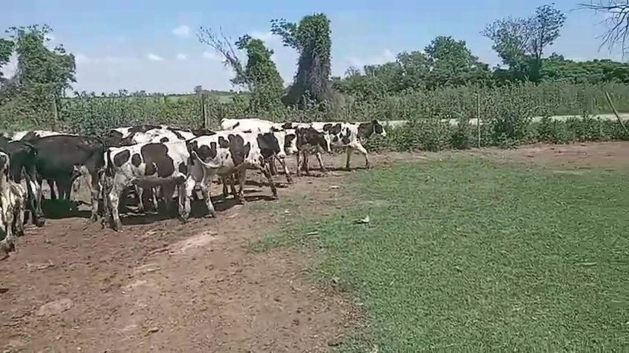 Lote 30 Terneros Holando Argentino en Tacural, Santa Fe