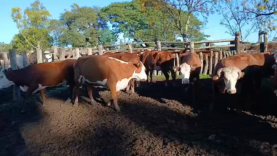 Lote 66 Vacas de invernar