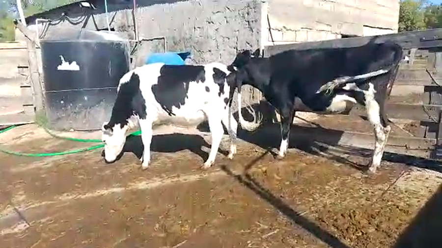 Lote Vaquillonas Hol. Prox. 2