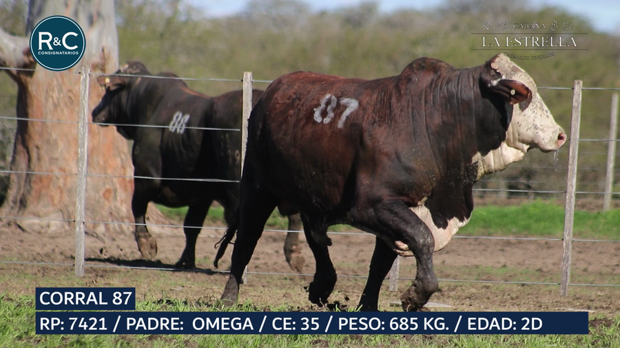 Lote Toro Media sangre