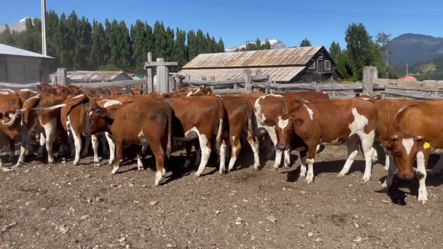 Lote 43 Vaquilla Engorda en Coyhaique, XI Región Aysén