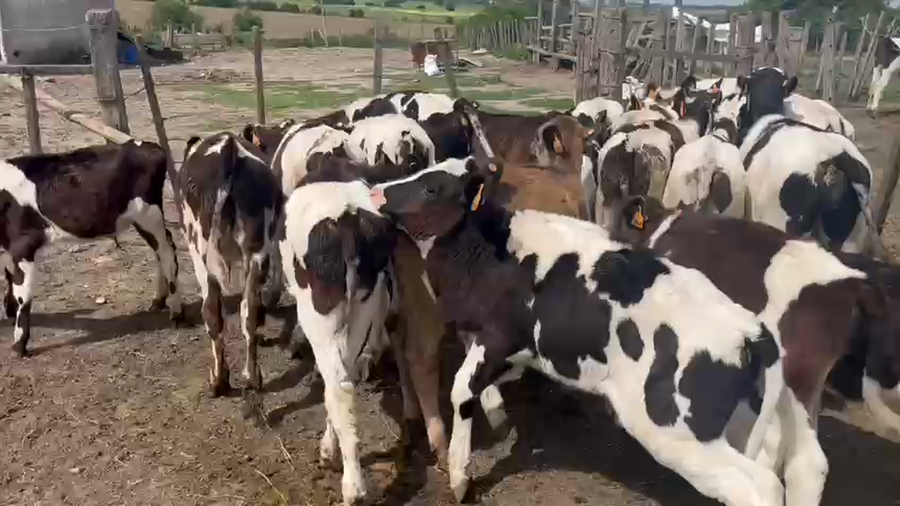 Lote 11 Terneros a remate en Pantalla Camy en Berrondo