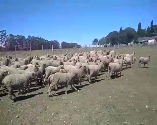 Lote 100 Borregas y Ovejas