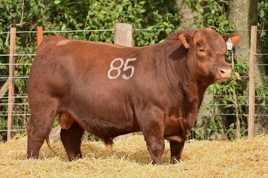 Lote TOROS ANGUS PC