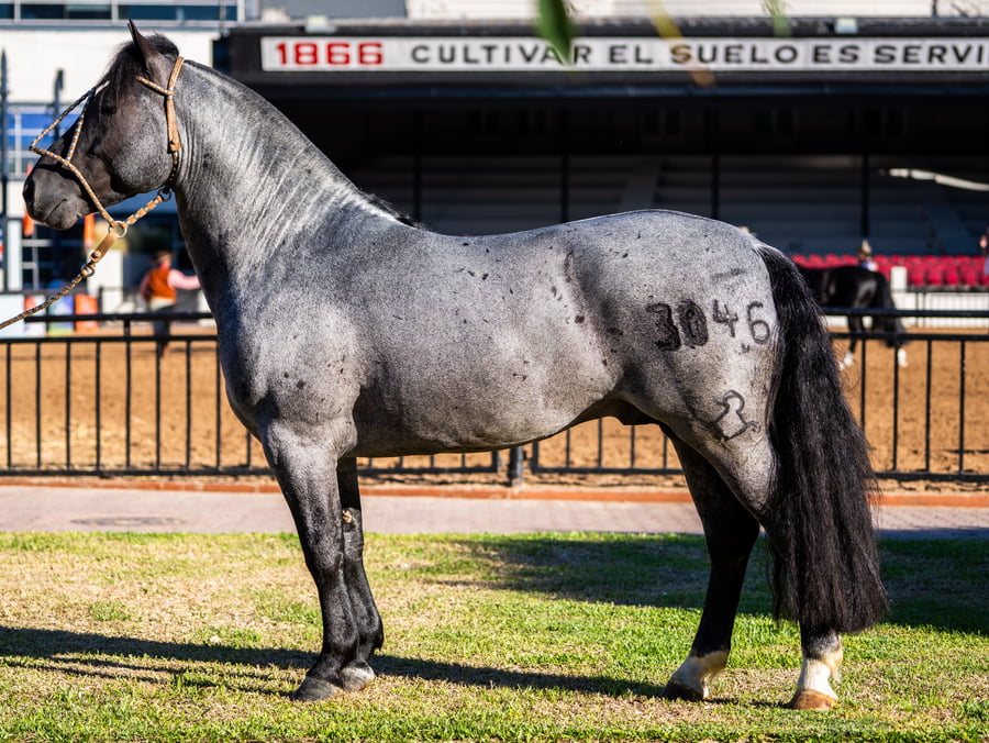 Lote DEL OESTE EXTRANJERO
