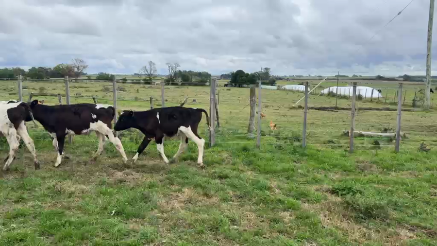 Lote TERNEROS