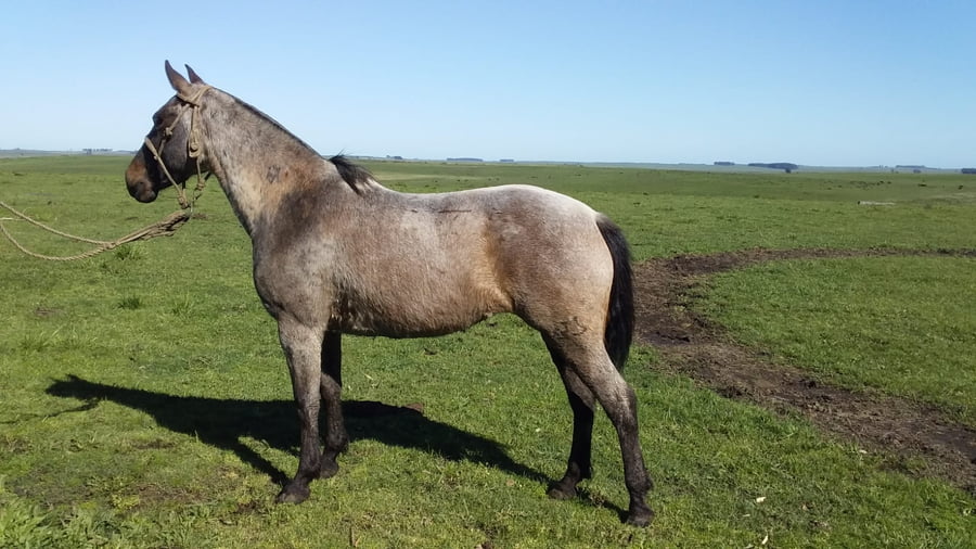 Lote Cabaña "Los Cencerros" - RP 429 - Onza