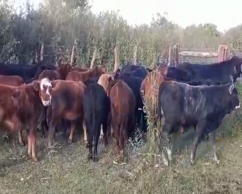 Lote 75 Terneros/as en Villaguay, Entre Ríos