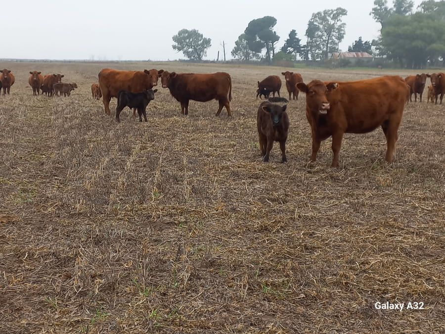 Lote 25 Vaquillonas C/ cria en Daireaux