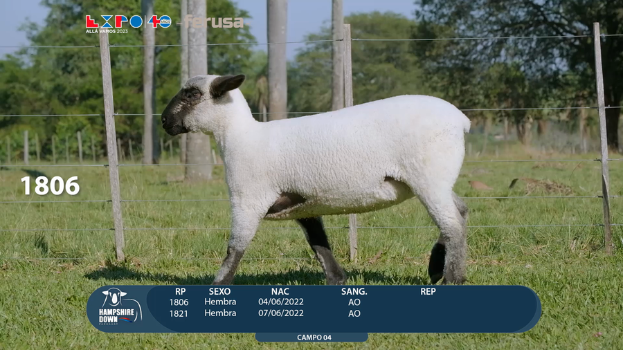 Lote LOTE 33 - CAMPO