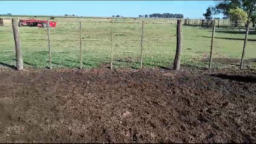 Lote 30 Terneros en Carhue