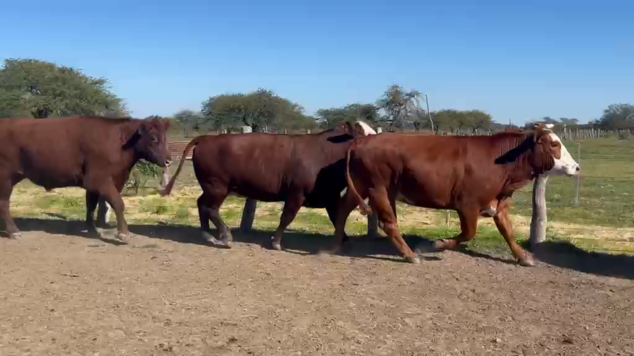 Lote 5 Faena