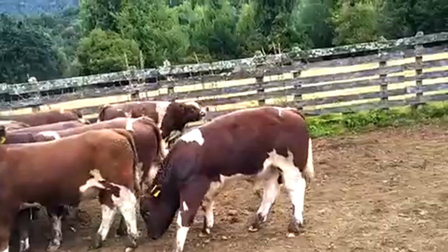 Imagen 2 del Lote Lote 16 Ternero en Cisnes, XI Región Aysén