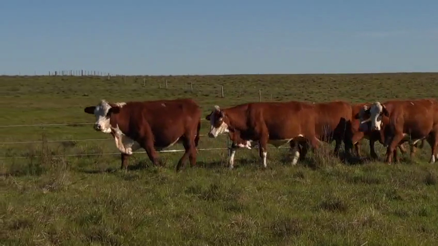 Lote 6 Vacas preñadas a remate en NACIONAL BRAFORD, Salto