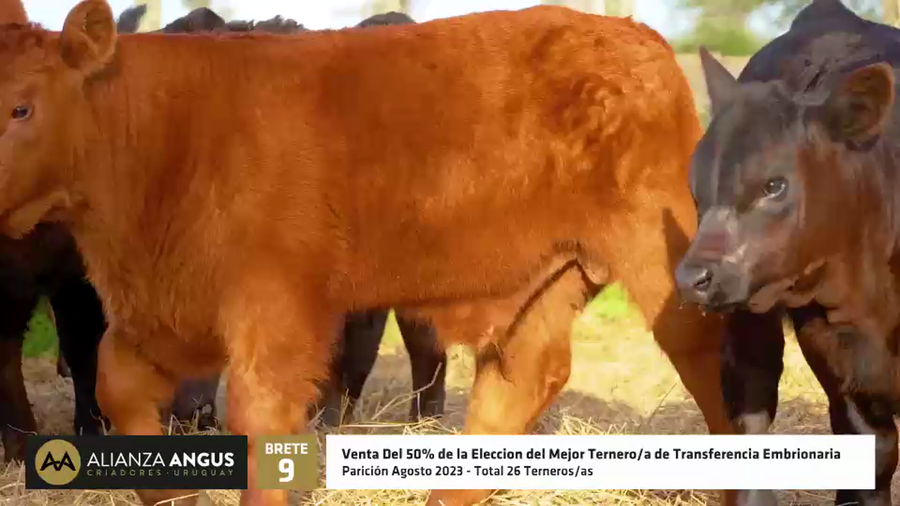 Lote Venta del 50% de la Eleccion del Mejor Ternero/a de Transferencia Embrionaria