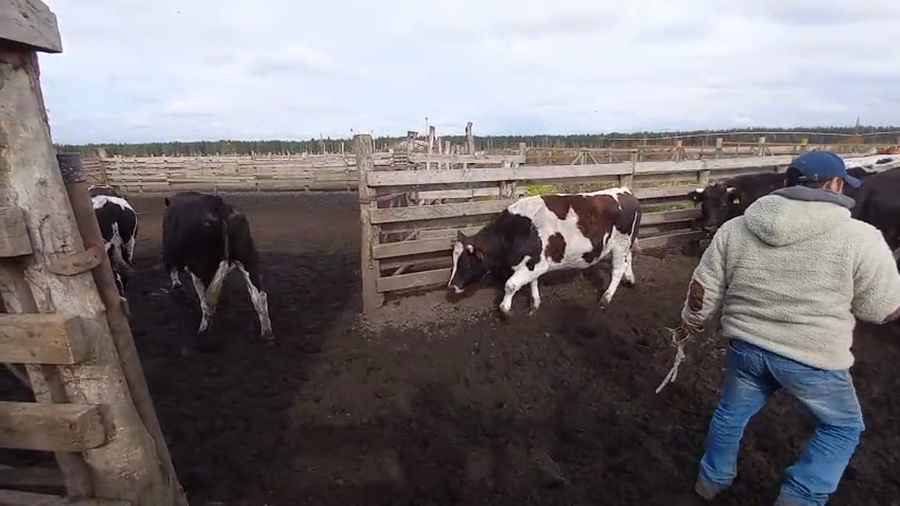 Lote 41 Novillo Gordo en Cabrero, VIII Región Biobío
