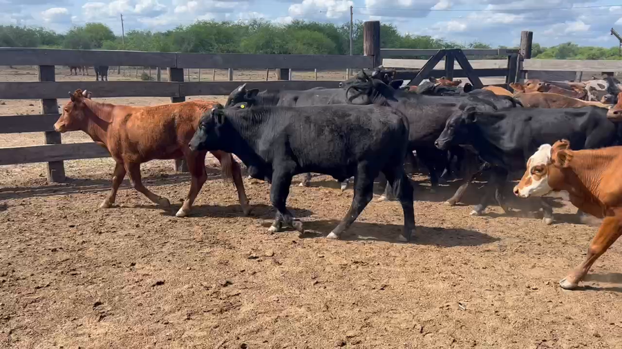 Lote 100 Terneros/as en Juan José Castelli, Chaco