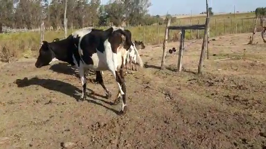 Lote 6 Piezas de Cria