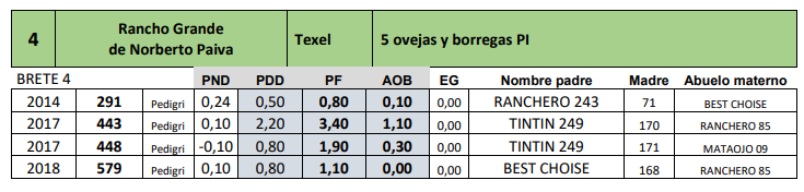Lote 5 ovejas y borregas PI