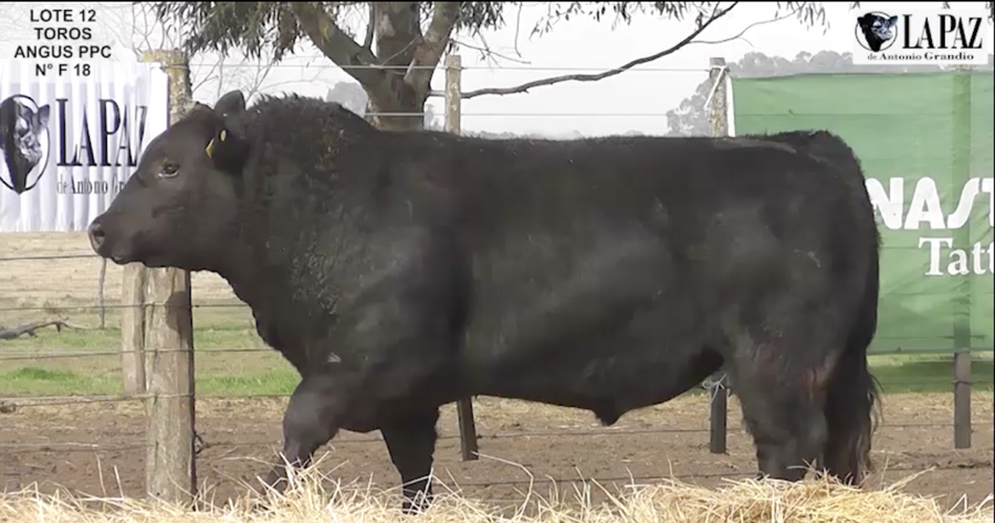 Lote TOROS PUROS POR CRUZA