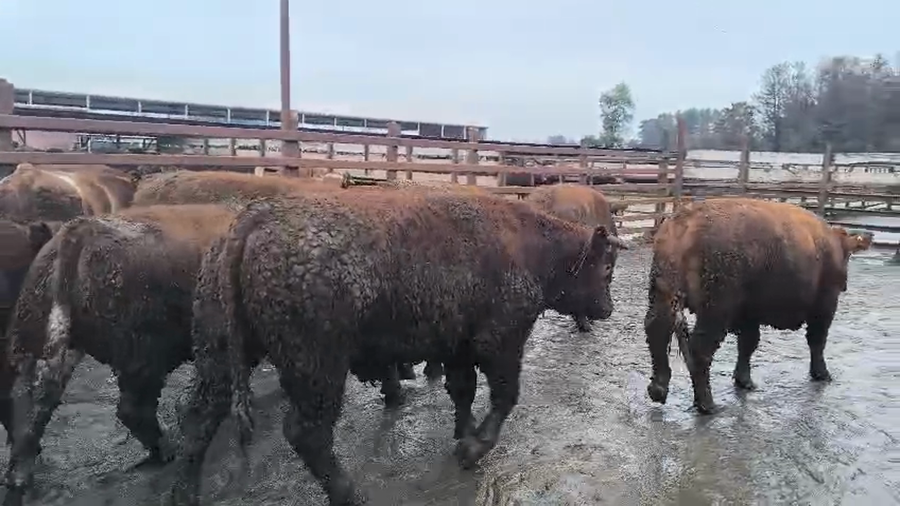 Lote 20 Novillo Gordo en Los Ángeles, VIII Región Biobío