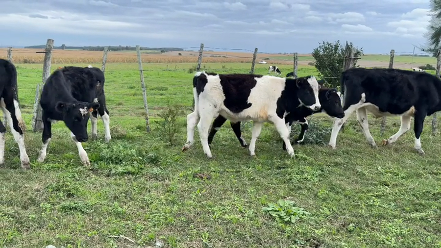 Lote TERNEROS Y TERNERAS