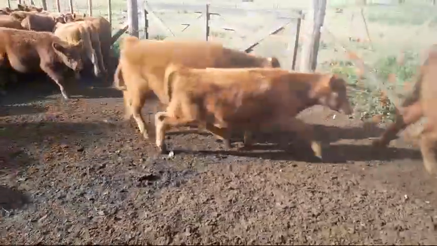 Lote 200 Terneros en Benito Juárez, Buenos Aires