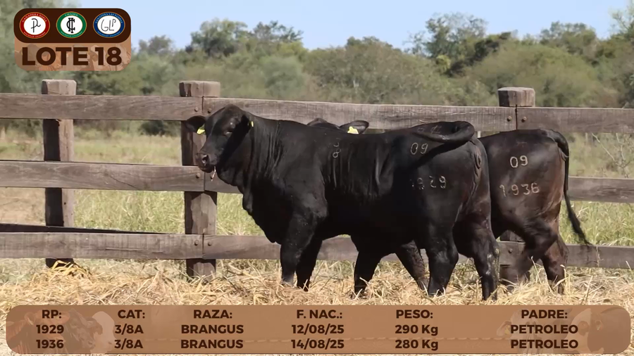 Lote LOTE 18