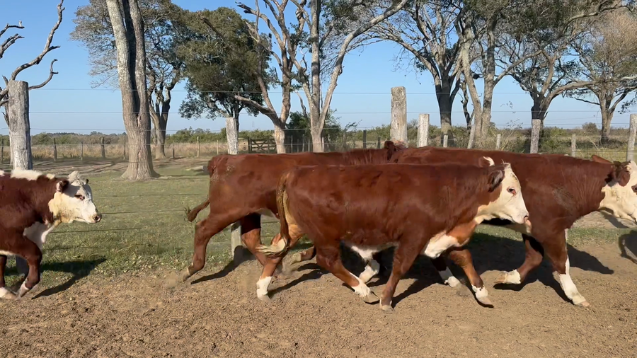 Lote 65 Terneros/as en Corrientes, Bella Vista