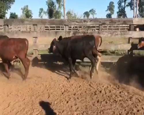 Lote 115 Terneros en Pirané, Formosa