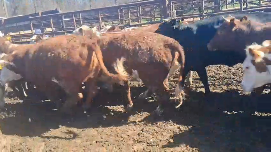 Lote 20 Vaquilla Gorda en Los Ángeles, VIII Región Biobío