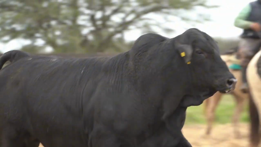 Lote Toros Brangus
