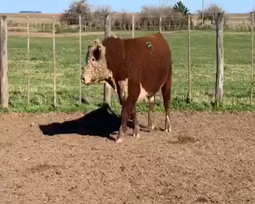 Lote 1 Toros reproductor en Castelli, Buenos Aires