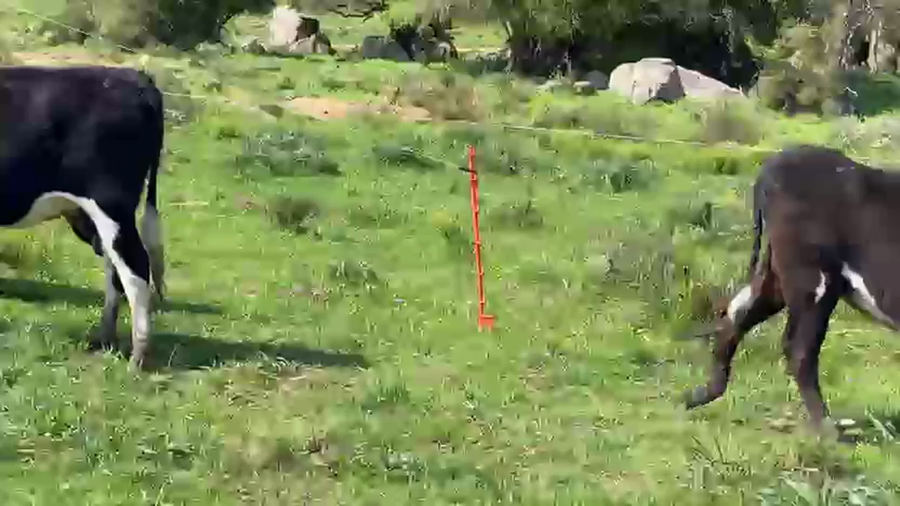 Lote 5 Vaquillonas  a remate en Pantalla Camy 420kg - , San José