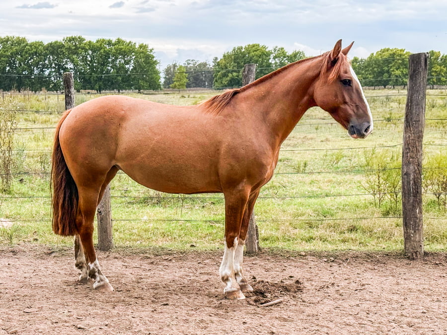 Lote DEL SIETE JINETERA