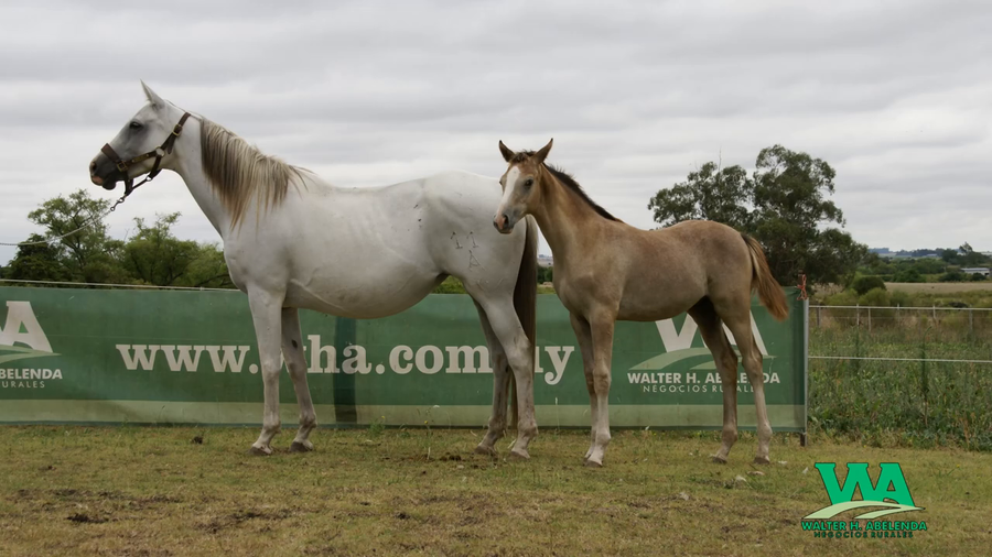 Lote JA ESPERANZA MIA