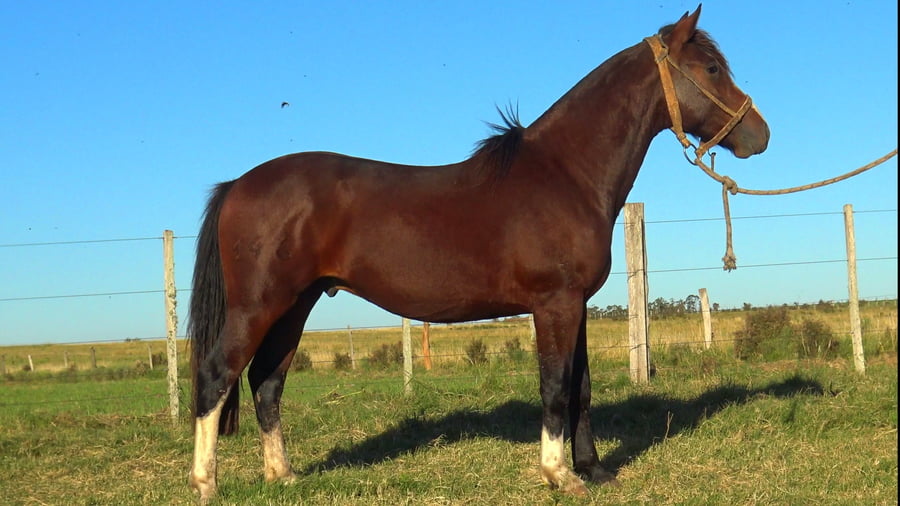 Lote MACARENA FEDERAL