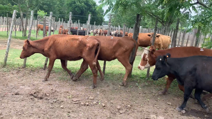 Lote 5 Vacas de Invernada